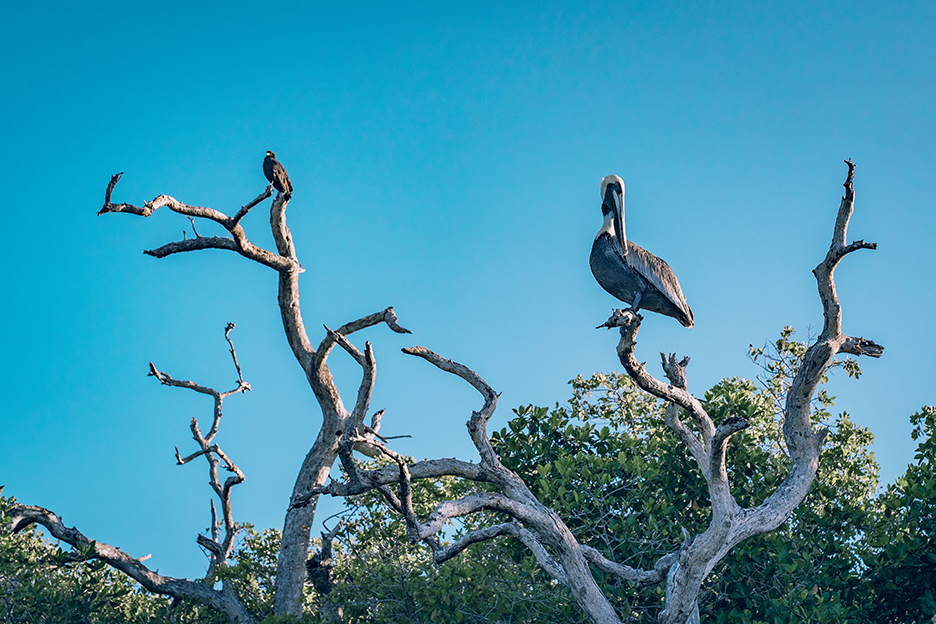 Jukatan, Ría Lagartos: obserwacja ptaków