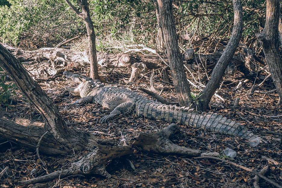 Meksyk, Jukatan: krokodyl