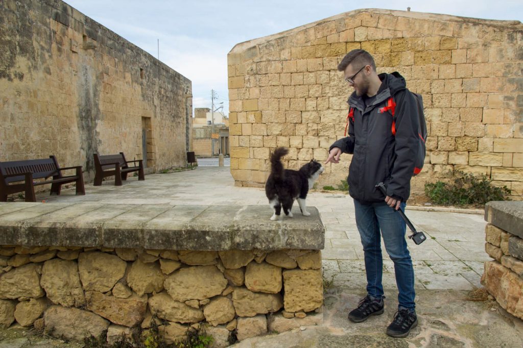 Kot na Malcie